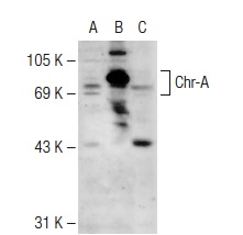 Chr-A (H-300): sc-13090. Western blot analysis of Chr-A expression in non-transfected 293T: sc-117752 (A), human Chr-A transfected 293T: sc-159513 (B) and Hep G2 (C) whole cell lysates.