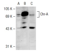 Chr-A (H-300): sc-13090. Western blot analysis of Chr-A expression in non-transfected 293T: sc-117752 (A), human Chr-A transfected 293T: sc-159285 (B) and Hep G2 (C) whole cell lysates.