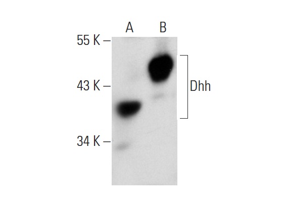 Dhh (F-9): sc-271168. Western blot analysis of Dhh expression in non-transfected: sc-117752 (A) and human Dhh transfected: sc-114457 (B) 293T whole cell lysates.