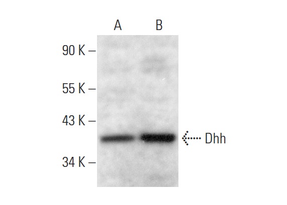 Dhh (F-9): sc-271168. Western blot analysis of Dhh expression in NIH/3T3 (A) and F9 (B) whole cell lysates.
