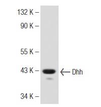 Dhh (N-19): sc-1193. Western blot analysis of Dhh expression in mouse embryo tissue extract.