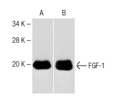Western blot analysis of human recombinant FGF-1. Antibodies tested include FGF-1 (C-18): sc-1359 (A) and FGF-1 (C-19): sc-1884 (B).