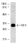 FGF-5 (FL-268): sc-7914. Western blot analysis of human recombinant FGF-5.