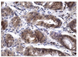FGF-5 (FL-268): sc-7914. Immunoperoxidase staining of formalin fixed, paraffin-embedded human stomach tissue showing cytoplasmic staining of glandular cells.