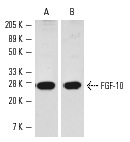 FGF-10 (H-121):sc-7917. Western blot analysis of human recombinant FGF-10.