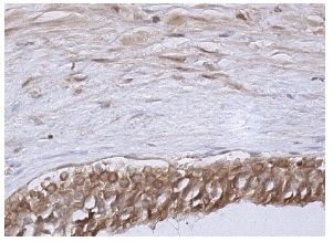 FGF-10 (H-121): sc-7917. Immunoperoxidase staining of formalin fixed, paraffin-embedded human testis tissue showing cytoplasmic and nuclear staining of cells in seminiferous tubes.