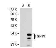 FGF-13 (C-20): sc-16811. Western blot analysis of FGF-13 expression in non-transfected: sc-117752 (A) and human FGF-13 transfected: sc-113701 (B) 293T whole cell lysates.