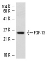 FGF-13 (C-20): sc-16811. Western blot analysis of FGF-13 expression in KNRK whole cell lysate.