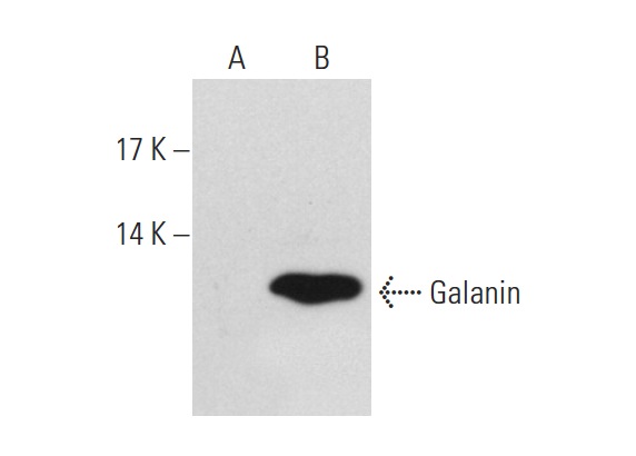 Galanin (H-11): sc-166431. Western blot analysis of Galanin expression in non-transfected: sc-117752 (A) and human Galanin transfected: sc-110110 (B) 293T whole cell lysates.