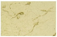 GnRH I (HU11B): sc-32292. Immunoperoxidase staining of formalin fixed rhesus monkey hypothalamus frozen section showing stain of GnRH I neurons. Image kindly provided by Henryk F. Urbanski, Ph.D., D.Sc., from the Division of Neuroscience, Oregon Health and Science University.
