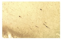 GnRH I (HU11B): sc-32292. Immunoperoxidase staining of formalin fixed rhesus monkey hypothalamus frozen section showing stain of GnRH I neurons. Image kindly provided by Henryk F. Urbanski, Ph.D., D.Sc., from the Division of Neuroscience, Oregon Health and Science University.