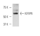 IGFBP6 (H-70): sc-13094. Western blot analysis of mouse recombinant IGFBP6.