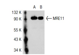 MRE11 (C-16): sc-5859. Western blot analysis of MRE11 expression in non-transfected: sc-117752 (A) and human MRE11 transfected: sc-116747 (B) 293T whole cell lysates.