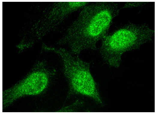 MSH3 (H-300): sc-11441. Immunofluorescence staining of methanol-fixed HeLa cells showing nuclear localization.