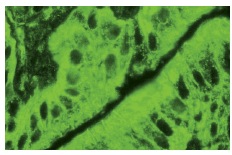 NF2 (C-18): sc-332. Immunofluorescence staining of normal mouse lymph node frozen section showing cytoplasmic staining.