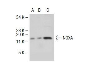 NOXA (FL-54): sc-30209. Western blot analysis of NOXA expression in non-transfected 293T: sc-117752 (A), human NOXA transfected 293T: sc-115252 (B) and Jurkat (C) whole cell lysates.