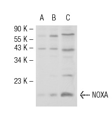 NOXA (FL-54): sc-30209. Western blot analysis of NOXA expression in non-transfected 293T: sc-117752 (A), human NOXA transfected 293T: sc-115252 (B) and Jurkat (C) whole cell lysates.