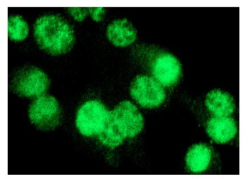 p107 (C-18): sc-318. Immunofluorescence staining of methanol-fixed NIH/3T3 cells showing nuclear localization.