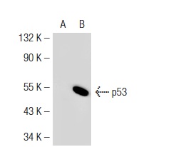 p53 (Pab 240): sc-99. Western blot analysis of p53 expression in non-transfected: sc-117752 (A) and mouse p53 transfected: sc-125766 (B) 293T whole cell lysates.