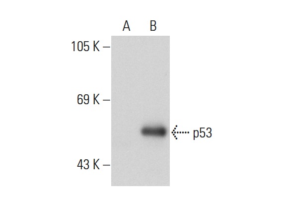 p53 (Pab 240): sc-99. Western blot analysis of p53 expression in non-transfected: sc-117752 (A) and human p53 transfected: sc-158802 (B) 293T whole cell lysates.