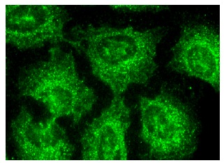PAR4 (C-19): sc-1249. Immunofluorescence staining of methanol-fixed HeLa cells showing cytoplasmic and nuclear localization.
