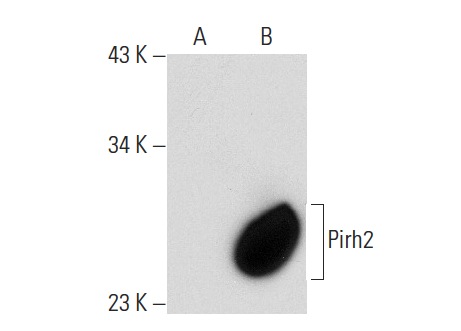 Pirh2 (FL-261): sc-67033. Western blot analysis of Pirh2 expression in non-transfected: sc-117752 (A) and mouse Pirh2 transfected: sc-122593 (B) 293T whole cell lysates.