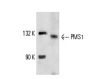 PMS1 (C-20): sc-615. Western blot analysis of PMS1 expression in T24 whole cell lysate.