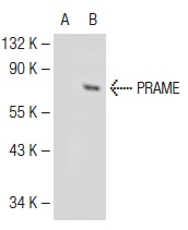 PRAME (H-10): sc-137188. Western blot analysis of PRAME expression in non-transfected: sc-117752 (A) and human PRAME transfected: sc-129539 (B) 293T whole cell lysates.
