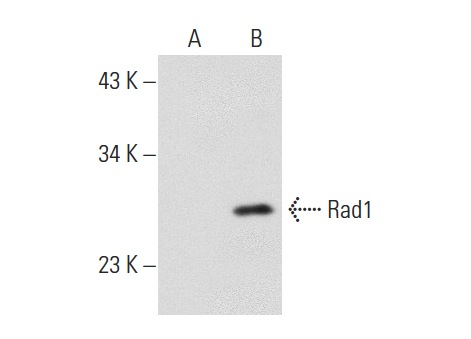 Rad1 (Q-18): sc-14316. Western blot analysis of Rad1 expression in non-transfected: sc-117752 (A) and human Rad1 transfected: sc-171349 (B) 293T whole cell lysates.