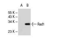 Rad1 (Q-18): sc-14316. Western blot analysis of Rad1 expression in non-transfected: sc-117752 (A) and human Rad1 transfected: sc-110519 (B) 293T whole cell lysates.