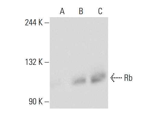 Rb (C-15)-G: sc-50-G. Western blot analysis of Rb expression in non-transfected 293T: sc-117752 (A), human Rb transfected 293T: sc-159907 (B) and K-562 (C) whole cell lysates.