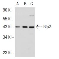 Rfp2 (N-15): sc-69606. Western blot analysis of Rfp2 expression in non-transfected 293T: sc-117752 (A), human Rfp2 transfected 293T: sc-172517 (B) and SK-N-MC (C) whole cell lysates.