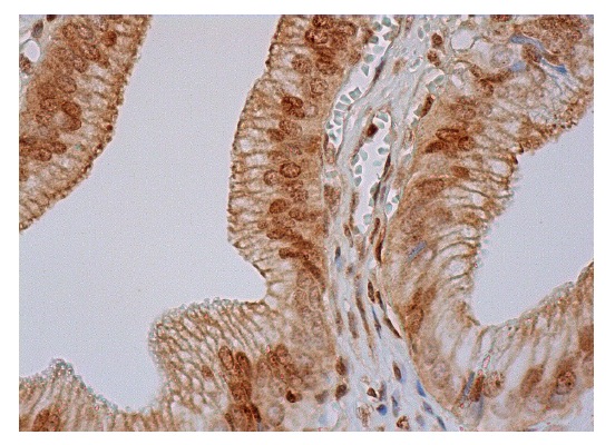 Rfp2 (N-15): sc-69606. Immunoperoxidase staining of formalin fixed, paraffin-embedded human gall bladder tissue showing cytoplasmic, membrane and nuclear staining of glandular cells.