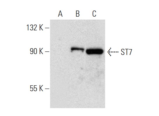 ST7 (P-12): sc-160851. Western blot analysis of ST7 expression in non-transfected 293T: sc-117752 (A), human ST7 transfected 293T: sc-173958 (B) and HeLa (C) whole cell lysates.