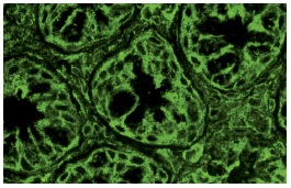 BAP31 (H-90): sc-48766. Immunofluorescence staining of normal mouse intestine frozen section showing cytoplasmic and membrane staining.