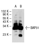 BAP31 (H-90): sc-48766. Western blot analysis of BAP31 expression in non-transfected: sc-117752 (A) and human BAP31 transfected: sc-116989 (B) 293T whole cell lysates.