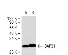 BAP31 (H-90): sc-48766. Western blot analysis of BAP31 expression in non-transfected: sc-117752 (A) and mouse BAP31 transfected: sc-118676 (B) 293T whole cell lysates.