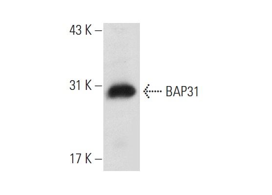 BAP31 (H-90): sc-48766. Western blot analysis of BAP31 expression in mouse pancreas tissue extract.