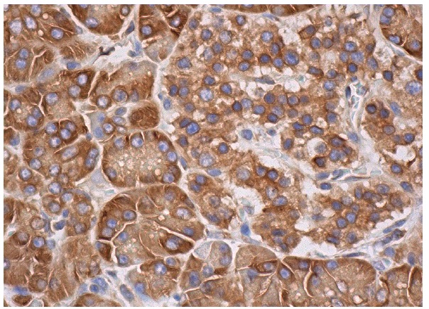 BAP31 (H-90): sc-48766. Immunoperoxidase staining of formalin fixed, paraffin-embedded human pancreas tissue showing cytoplasmic staining of exocrine glandular cells and Islets of Langerhans.