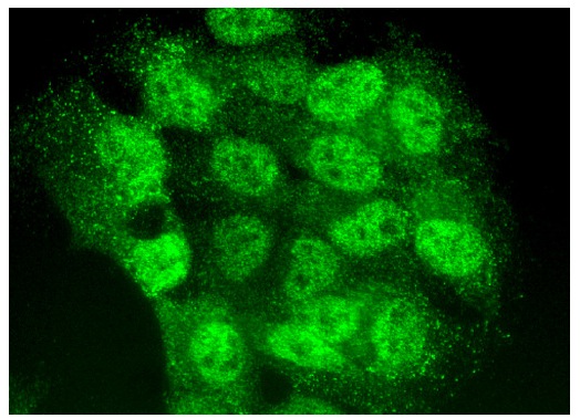 TIA-1 (C-10): sc-166246. Immunofluorescence staining of formalin-fixed HepG2 cells showing nuclear and cytoplasmic localization.