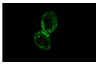TOB2 (N-20): sc-18551. Immunofluorescence staining of methanol-fixed Ramos cells showing cytoplasmic localization.