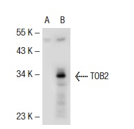 TOB2 (N-20): sc-18551. Western blot analysis of TOB2 expression in non-transfected: sc-117752 (A) and human TOB2 transfected: sc-117169 (B) 293T whole cell lysates.