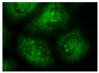 WWOX (C-7): sc-374449. Immunofluorescence staining of methanol-fixed HeLa cells showing cytoplasmic localization.