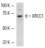 XRCC1 (H-300): sc-11429. Western blot analysis of XRCC1 expression in NIH/3T3 + UV whole cell lysate.