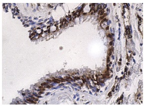 XRCC1 (H-300): sc-11429. Immunoperoxidase staining of formalin fixed, paraffin-embedded human bronchus tissue showing nuclear staining of respiratory epithelial cells.