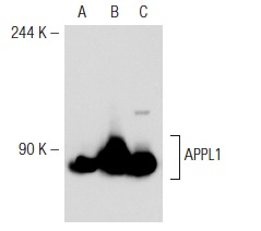 APPL1 (H-96): sc-67402. Western blot analysis of APPL1 expression in non-transfected 293T: sc-117752 (A), mouse APPL1 transfected 293T: sc-118501 (B) and HeLa (C) whole cell lysates.