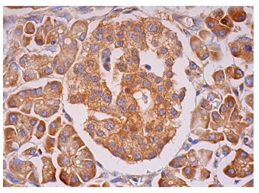 APPL1 (H-96): sc-67402. Immunoperoxidase staining of formalin fixed, paraffin-embedded human pancreas tissue showing cytoplasmic and membrane staining of exocrine glandular cells and Islets of Langerhans.