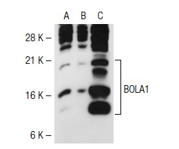 BOLA1 (32.2): sc-81824. Western blot analysis of BOLA1 expression in non-transfected 293T: sc-117752 (A), human BOLA1 transfected 293T: sc-116741 (B) and HeLa (C) whole cell lysates.