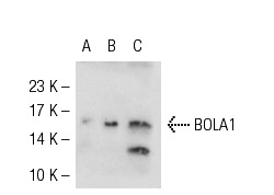 BOLA1 (32.2): sc-81824. Western blot analysis of BOLA1 expression in non-transfected 293T: sc-117752 (A), human BOLA1 transfected 293T: sc-116741 (B) and MCF7 (C) whole cell lysates.