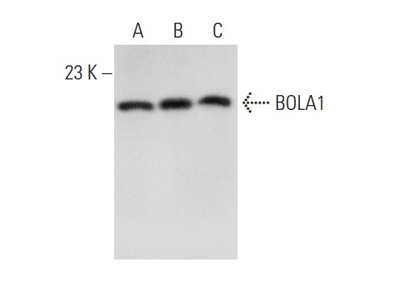 BOLA1 (32.2): sc-81824. Western blot analysis of BOLA1 expression in Jurkat (A), K-562 (B) and NIH/3T3 (C) whole cell lysates.